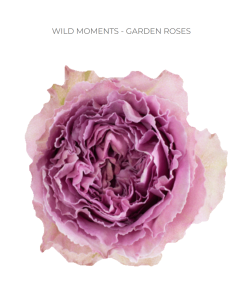WILD MOMENTS Garden Rose
