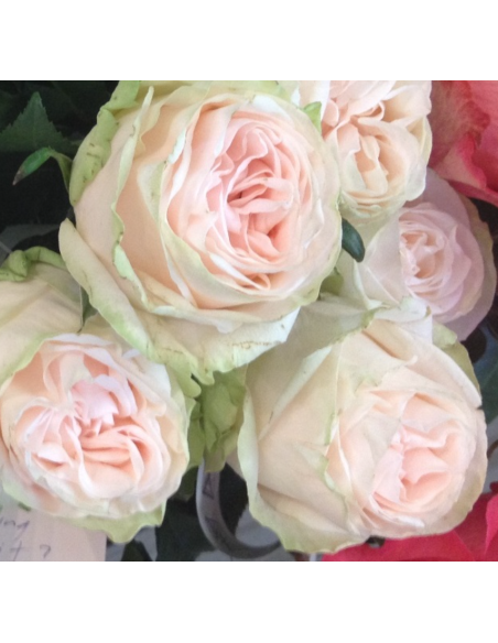 WEDDING SPIRIT Garden Rose