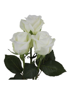 Akito White Rose