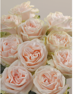 WEDDING SPIRIT Garden Rose 2