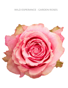 WILD ESPERANCE Garden Rose
