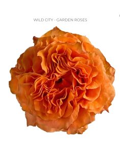 WILD CITY Garden Rose