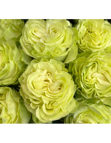 WASABI Garden Rose