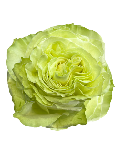 WASABI Garden Rose
