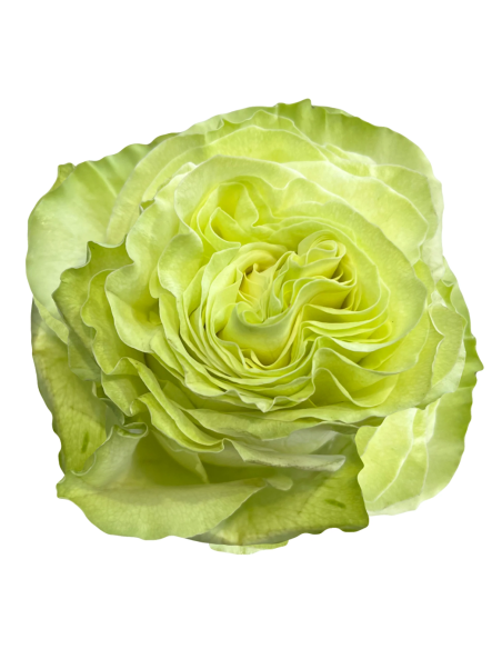 WASABI Garden Rose