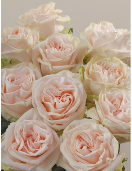 GARDEN SPIRIT Garden Rose