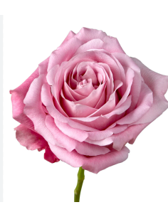 ALL 4 LOVE Garden Rose