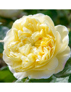 CHARLES DARWIN David Austin Garden Rose