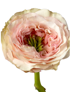 CHARMING CORNEILLE Garden Rose