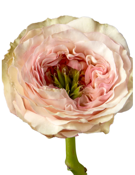 CHARMING CORNEILLE Garden Rose