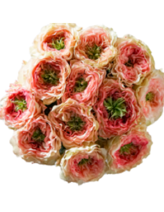 CHARMING CORNEILLE Garden Rose 2