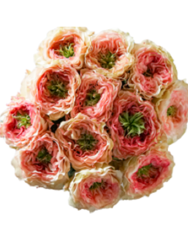 CHARMING CORNEILLE Garden Rose