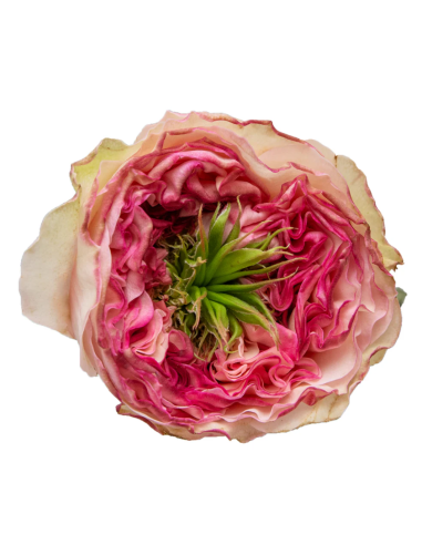 CHARMING CORNEILLE Garden Rose