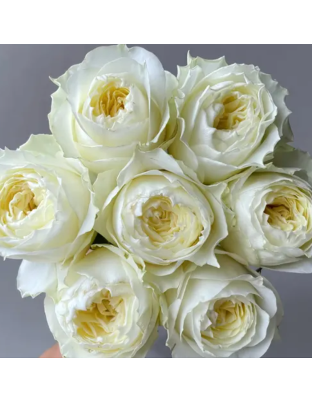 COLDPLAY Garden Rose