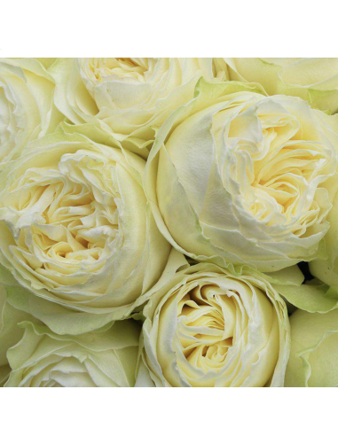 COLDPLAY Garden Rose