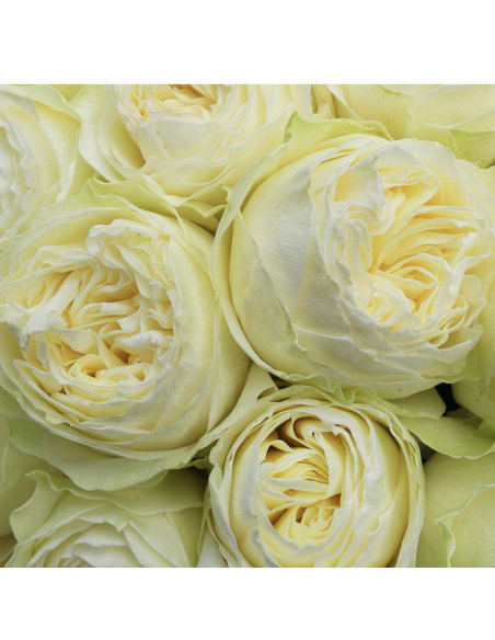 COLDPLAY Garden Rose