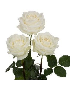 Polar Star White Rose