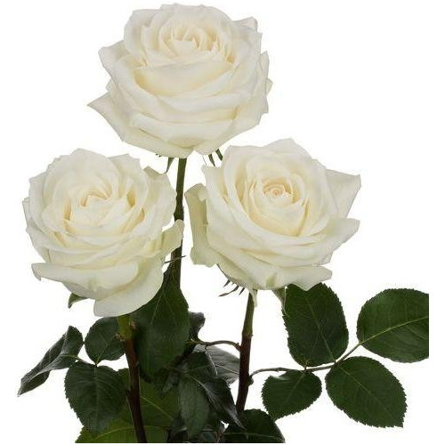 Polar Star White Rose 100 stems