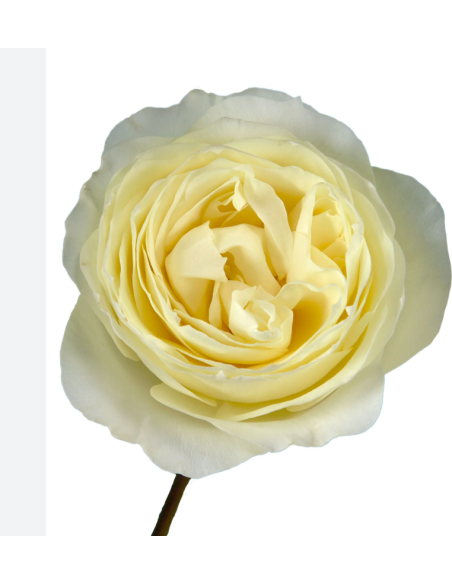 COLDPLAY Garden Rose