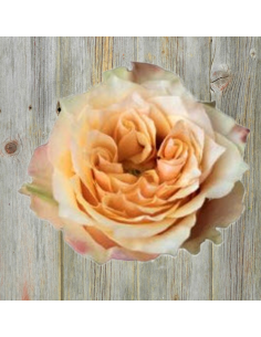 Copperfield Garden Rose – Wholesale & Bulk Peach Garden Rose 2