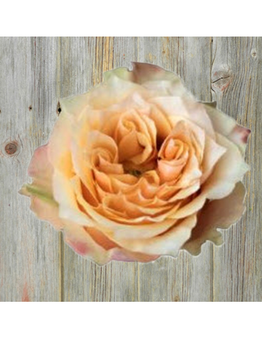 Copperfield Garden Rose – Wholesale & Bulk Peach Garden Rose