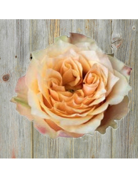 COPPERFIELD Garden Rose