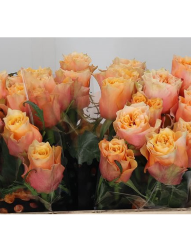 Copperfield Garden Rose – Wholesale & Bulk Peach Garden Rose