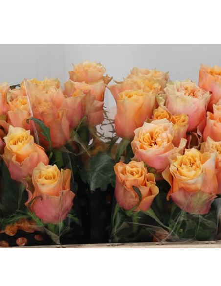 Copperfield Garden Rose – Wholesale & Bulk Peach Garden Rose