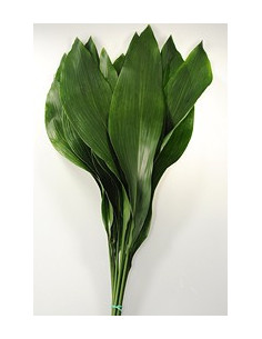 Aspidistra Assorted — 30 Bunches | Wholesale & Bulk Greenery 2