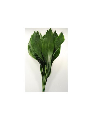Aspidistra Aspidistra