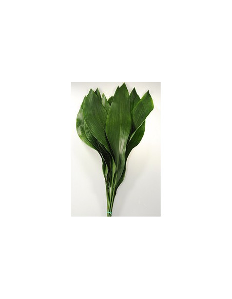 Aspidistra