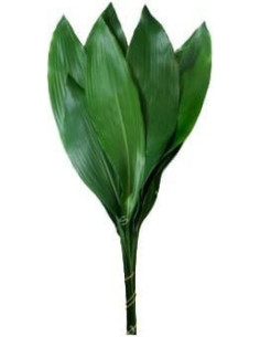 Aspidistra Assorted — 30 Bunches | Wholesale & Bulk Greenery
