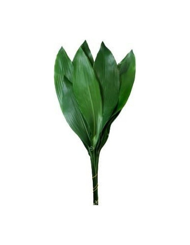 Aspidistra Assorted — 30 Bunches | Wholesale & Bulk Greenery