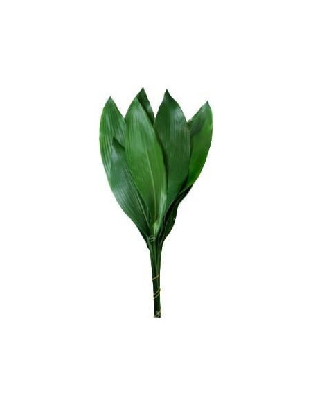 Aspidistra Assorted — 30 Bunches | Wholesale & Bulk Greenery