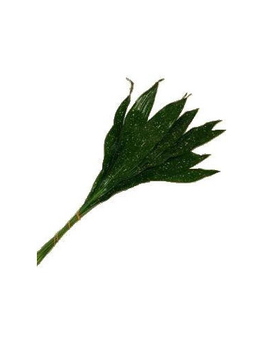Aspidistra Assorted — 30 Bunches | Wholesale & Bulk Greenery