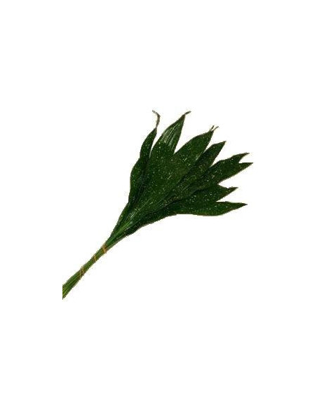 Aspidistra Assorted — 30 Bunches | Wholesale & Bulk Greenery