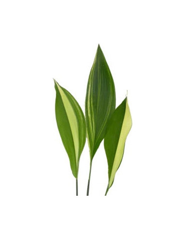 Aspidistra Assorted — 30 Bunches | Wholesale & Bulk Greenery