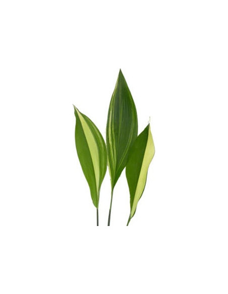 Aspidistra Assorted — 30 Bunches | Wholesale & Bulk Greenery