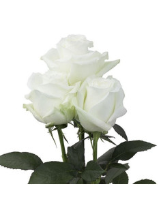 Proud White Rose