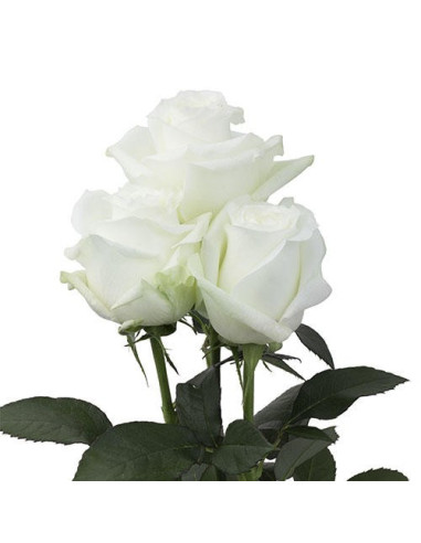 Proud White Rose