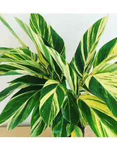 Tropical Greenery collection 15 bunches 2