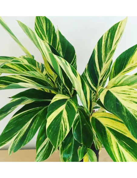 Tropical Greenery collection 15 bunches