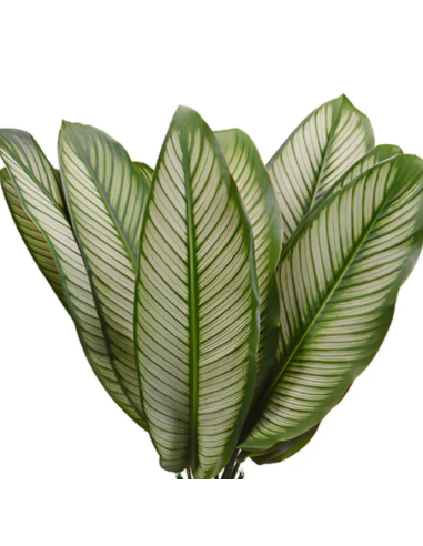 Tropical Greenery collection 15 bunches