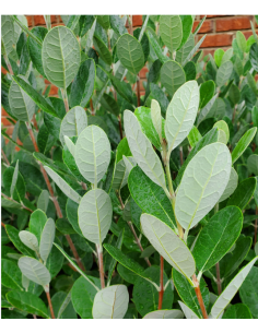 Pineapple Guava foliage 10 bunches BULK BOX