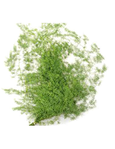 American Grown Greenery Mixed Box – Wholesale & Bulk (20 Bunches)