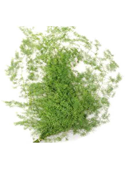 American Grown Assortment Mixed Box 20 bunches BULK BOX