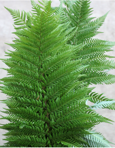 American Grown Assortment Mixed Box 20 bunches BULK BOX