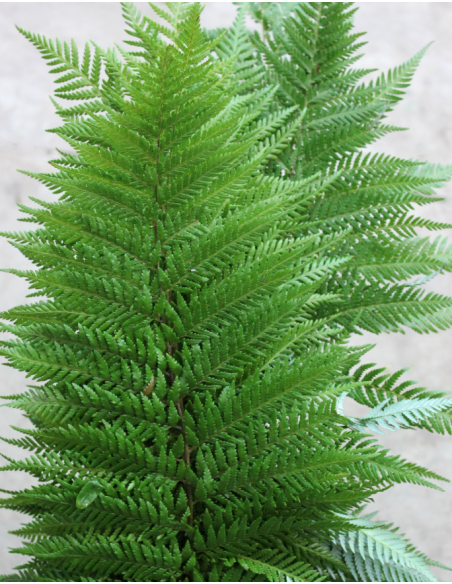 American Grown Greenery Mixed Box – Wholesale & Bulk (20 Bunches)