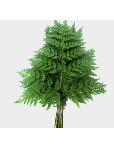 American Grown Assortment Mixed Box 20 bunches BULK BOX