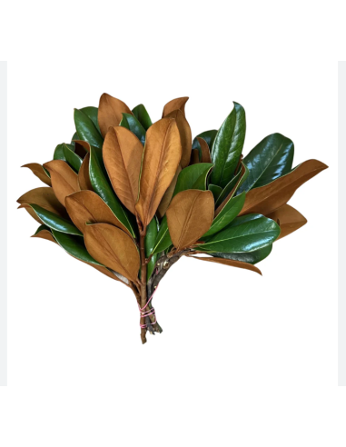 American Grown Greenery Mixed Box – Wholesale & Bulk (20 Bunches)